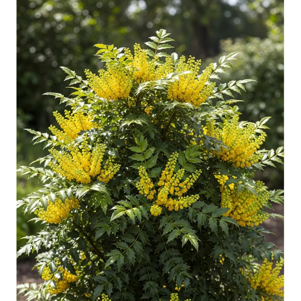 30-45cm Oregon Grape | Mahonia aquifolium Bare Root Plant