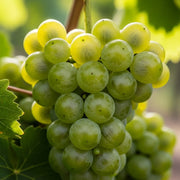 A cluster of ripe green grapes hanging on an 'Orion' Grape Vine with lush leaves, illuminated by soft sunlight, showcasing freshness.