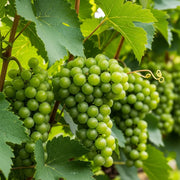 Adjust the Clusters of green Orion grapes hanging from a vine, surrounded by lush green leaves, in a vineyard setting under natural sunlight.