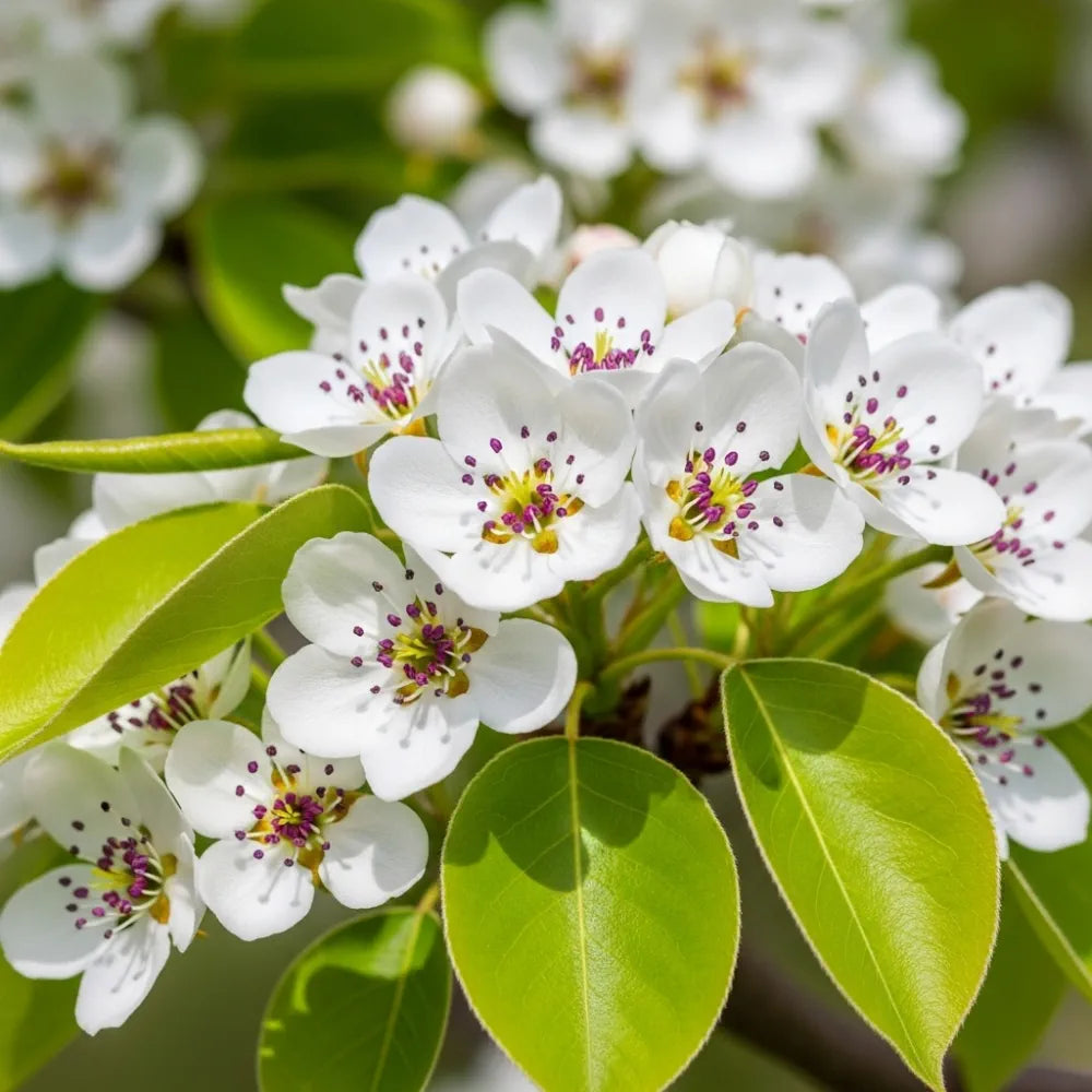 5ft Ornamental Pear Tree | Pyrus Chanticleer | Bare Root | 2 Years Old