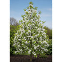 5ft Ornamental Pear Tree | Pyrus Chanticleer | Bare Root | 2 Years Old