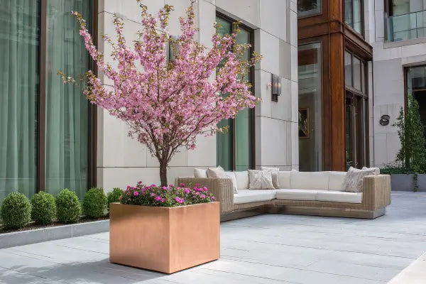 Ornamental Trees