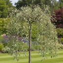 5ft Ornamental Weeping Silver Pear Tree | Pyrus salicifolia 'Pendula' | 9L Pot | 2 Years Old