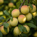 3ft 'Oullins Golden Gage' Plum Tree | 4.5L Pot