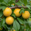 5ft 'Oullins Golden Gage' Plum Tree | 7.5L Pot | 2 Years Old