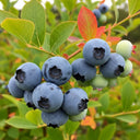 A cluster of ripe and unripe Ozarkblue blueberries on a branch with vibrant green and red leaves, set against a blurred natural background.