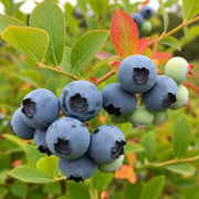 A cluster of ripe and unripe Ozarkblue blueberries on a branch with vibrant green and red leaves, set against a blurred natural background.