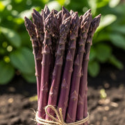 Bundle of vibrant Pacific Purple Asparagus spears tied with twine, standing upright against a blurred green garden background.