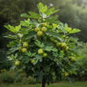80cm 'Panachée' Fig Tree | 3L Pot