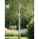10ft Betula Papyrifera Paper Birch 6/8 | 20L Airpot™ Grown standard