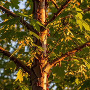 Sunlit Paperbark Maple (Acer griseum) trunk with vibrant green leaves & samaras, casting intricate shadows in warm golden light.