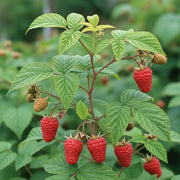 Ripe red raspberries hanging from a green leafy Paris Raspberry Bush, with some unripe berries, set against a blurred natural background.