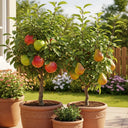 Patio Apple and Pear Trees | Perfect Partners | 2 x Bare Root Trees