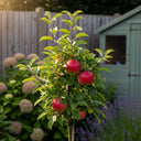 Patio 'Braeburn Hillwell' Apple Tree | 3ft | Bare Root