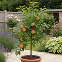 Patio 'Discovery' Apple Tree | 4.5L Pot
