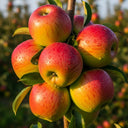 Patio 'Jonagold' Apple Tree | 3ft | 4.5L Pot