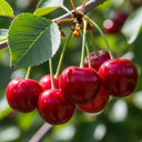 Patio 'Sunburst' Cherry Tree | 3ft | 4.5L Pot