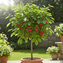 Patio 'Kordia' Cherry Tree | 3ft | 4.5L Pot