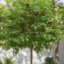 Patio 'Stella' Cherry Tree | 4.5L Pot