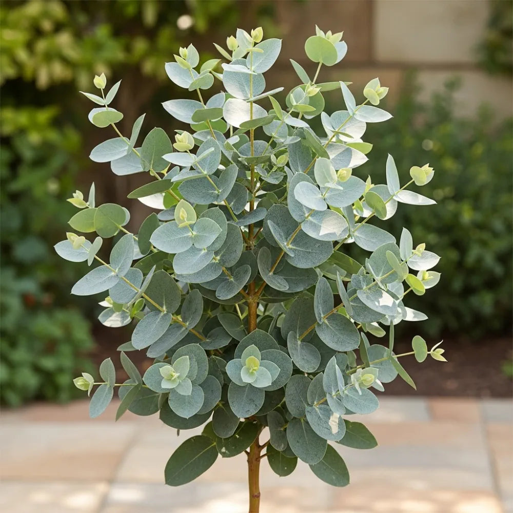 3ft Hardy Eucalyptus Tree | Eucalyptus gunnii 'Azura'® | 3L Pot – Woven ...