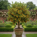 3ft Patio Giant Kumquat Tree | 5L Pot