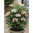 Vibrant Patio Viburnum Tinus Tree with white, pink, green flowers, lush leaves, and blue berries, on a patio.
