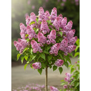 Vibrant Syringa 'Flowerfesta® Pink' Patio Lilac Tree with pink & purple blossoms, lush green leaves, soft-focus garden background.