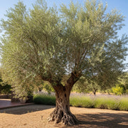 3ft Olive Tree | Olea europaea | 3L Pot