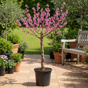 4ft 'Pink Peachy' Patio Peach Tree | 9L Pot