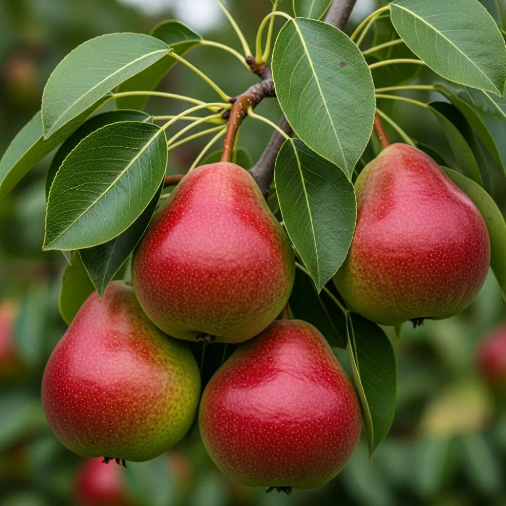 Patio 'Red Williams' Pear Tree | 3ft | Bare Root
