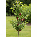Patio 'Victoria' Plum Tree | 4.5L Pot