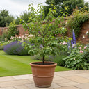 Patio 'Victoria' Plum Tree | 3ft | Bare Root