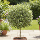 3ft 'Emerald Gaiety' Patio Spindle Tree | 3L Pot
