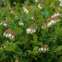 1ft Patriot Blueberry Bush | 9cm Pot