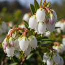 60cm 'Patriot Blueberry Bush | 3L Pot