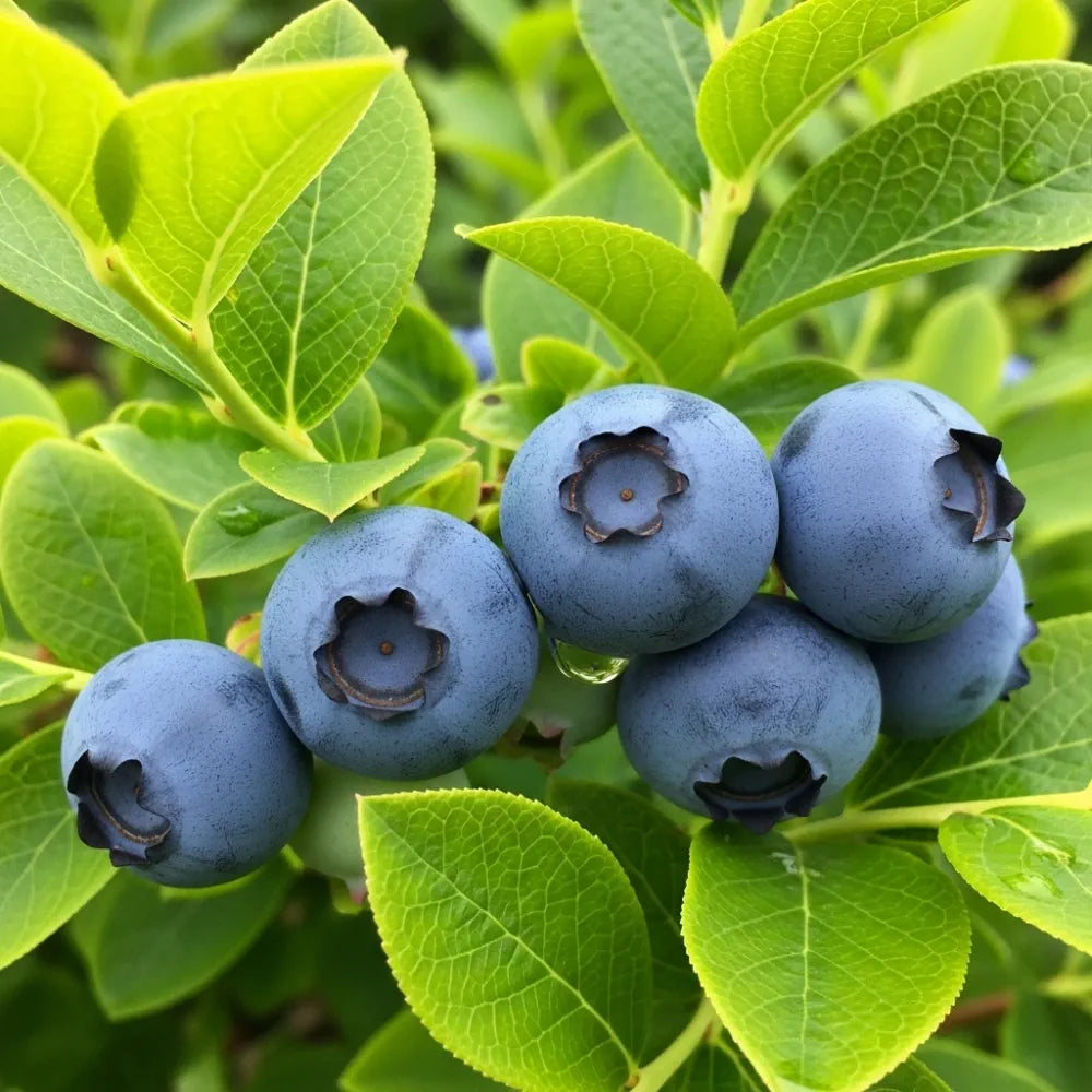 3 Patriot Blueberry Plants | 9cm Pots
