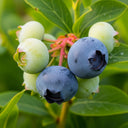 3 Patriot Blueberry Plants | 9cm Pots