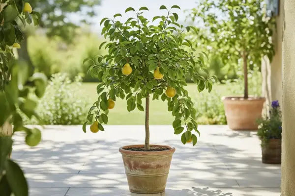 Pear Trees