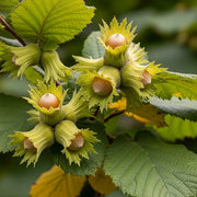 4ft 'Pearson's Prolific' / 'Nottingham Early' Hazelnut Tree | 9L Pot | 2 Years Old