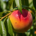 5ft 'Peregrine' Peach Tree | 9L Pot | 2 Years Old