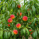 5ft 'Peregrine' Peach Tree | 9L Pot | 2 Years Old