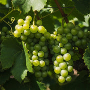 Clusters of ripe green Perlette grapes hanging from a vine, surrounded by lush green leaves, basking in sunlight, showcasing vineyard freshness.