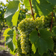 Perlette Grape Vine in a sunlit vineyard, showcasing vibrant colors and healthy growth.