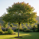 2ft Persian Ironwood Tree | Parrotia persica | 3L Pot