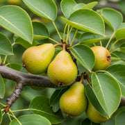 5ft 'Petite Poire' Pear Tree | Bare Root | 2 Years Old
