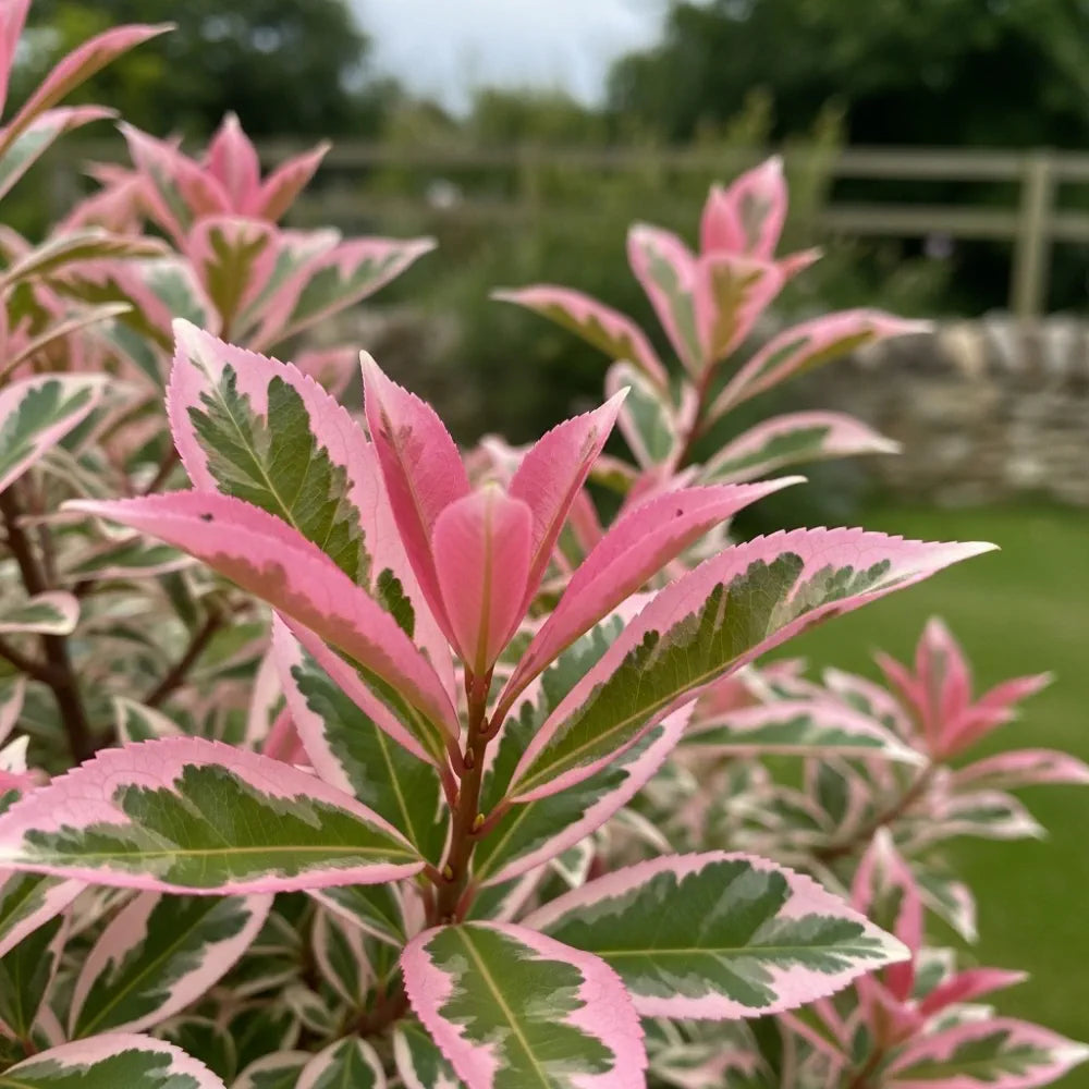 Vibrant pink and green variegated leaves of Photinia 'Pink Marble' in a garden, blurred greenery & wooden fence background.