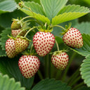 3 x Pineberry Strawberry Plants | 9cm Pots