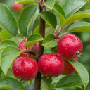 5ft 'Pink Glow' Crabapple Tree | Bare Root | 2 Years Old