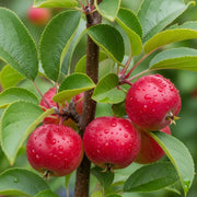 5ft 'Pink Glow' Crabapple Tree | 9L Pot  | 2 Years Old