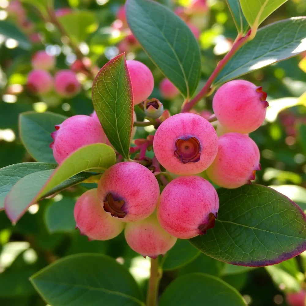 Pink Lemonade' Blueberry Bush | 9cm Pot